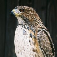 711517redhawk8.g6-1