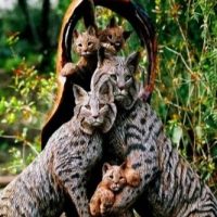 Family_of_Bobcats