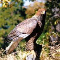 Golden_Eagle-1
