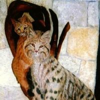 Mother_Bobcat_and_Baby_in_Hollow