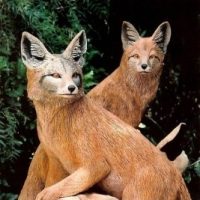 foxes-1