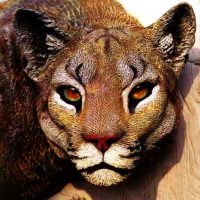 mountain_lion_head-1